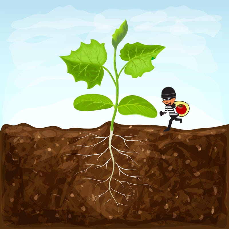 plant and robber