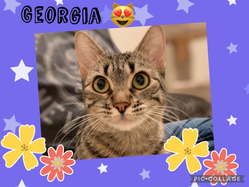 Georgia, a one and a half year old cat up for adoption through ARE Animal Rescue in Hemet