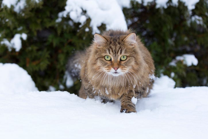 cat in winter