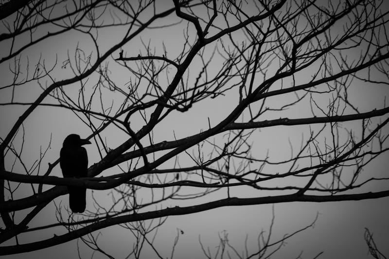 spooky crow in woods halloween motif