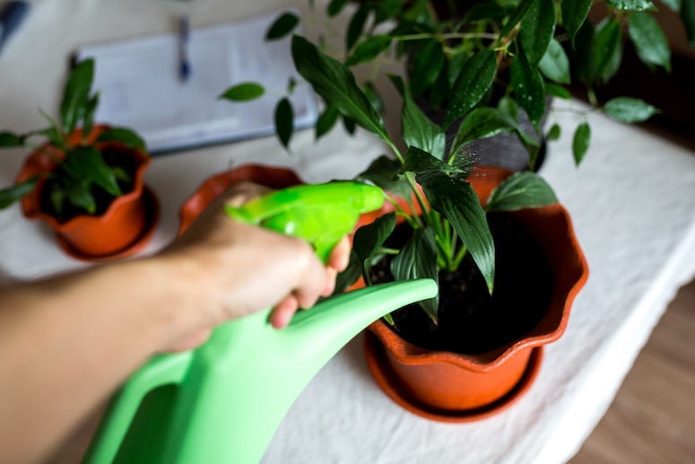 Potted Plant, Watering, Plant