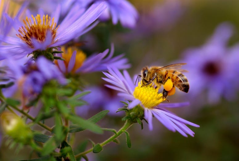 organic honey