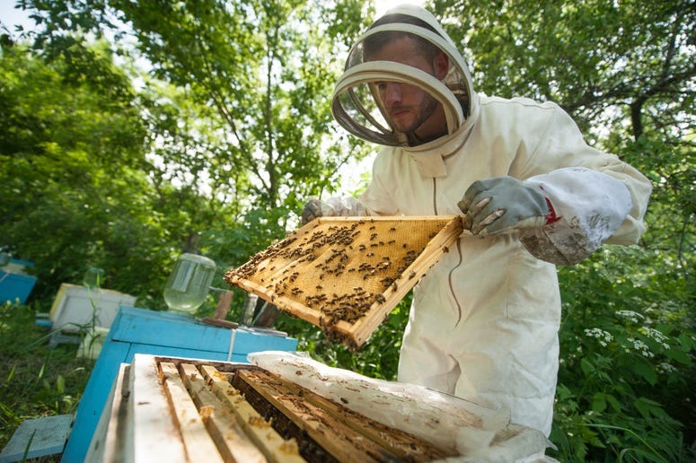 beekeeper