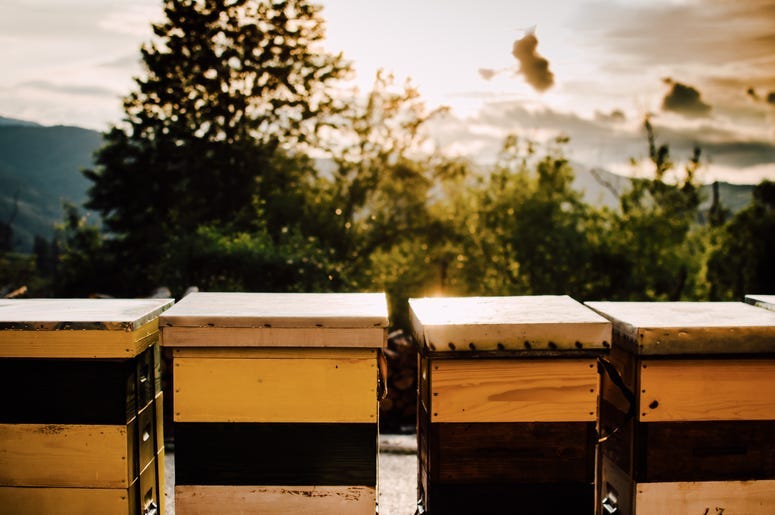 honey in the sun