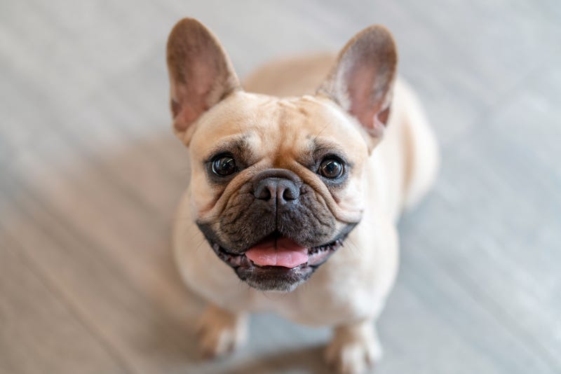 Adorable French bulldog - stock photo