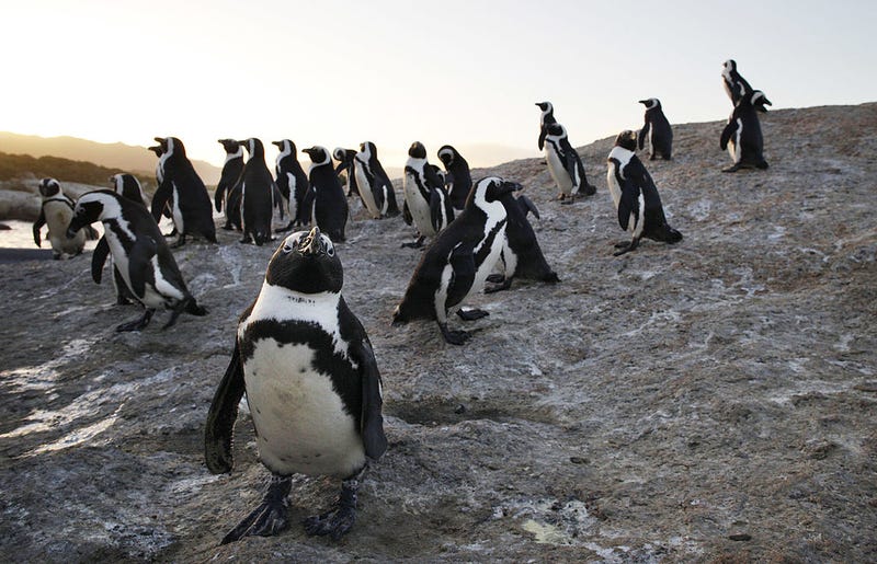 African penguins gather at Boulders Beach in Simon's Town, South Africa.