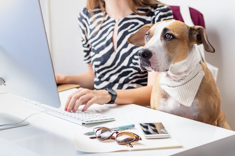 Staffordshire terrier sits in office chair at a workplace