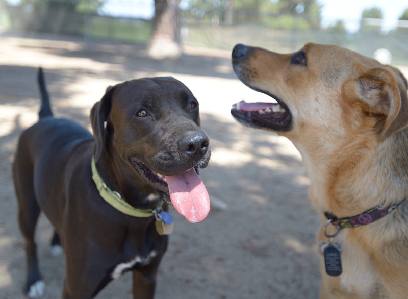 dogs
