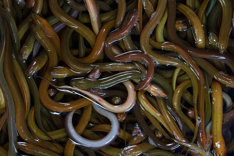 Swamp eels