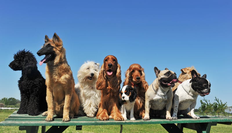 dogs