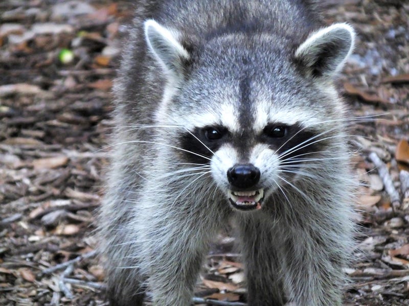 Racoon