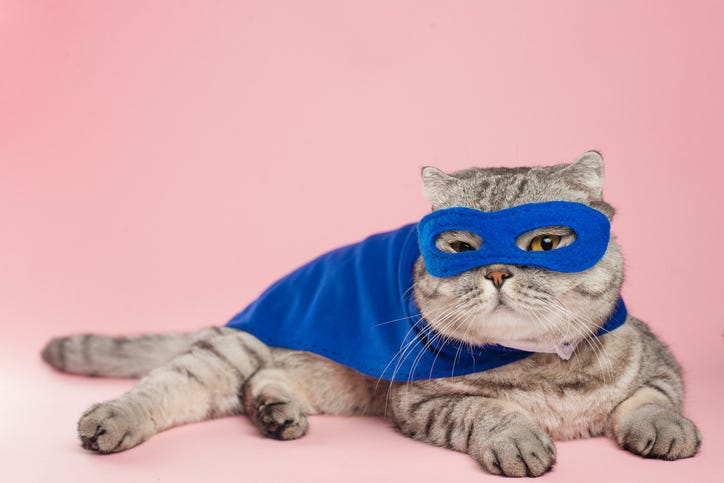 Hero cat