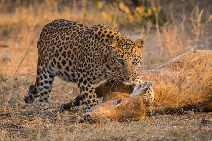 Cow Leopard