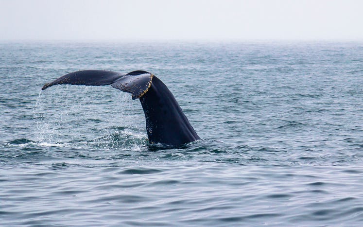 Humpback whale