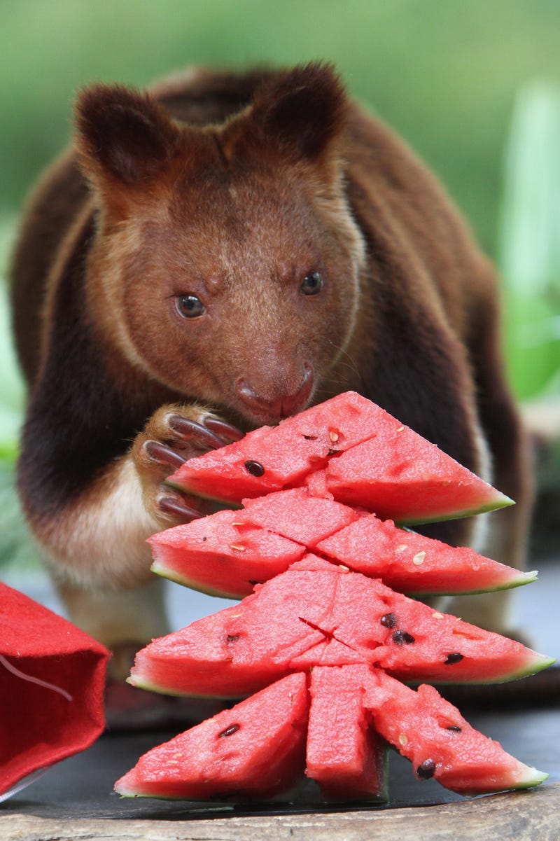 animals eats christmas shaped watermelon