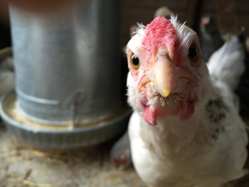 Chicken