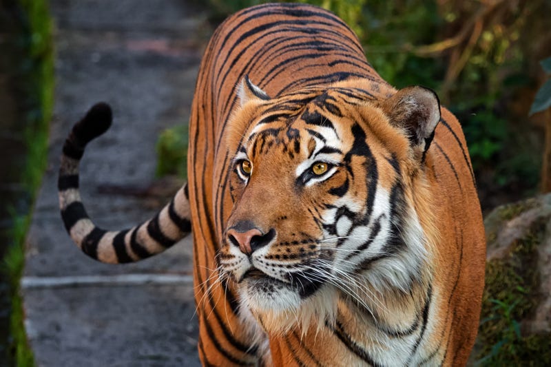 Malayan tiger
