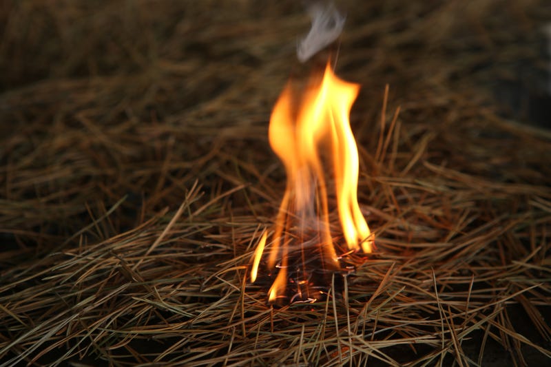 Small forest fire.