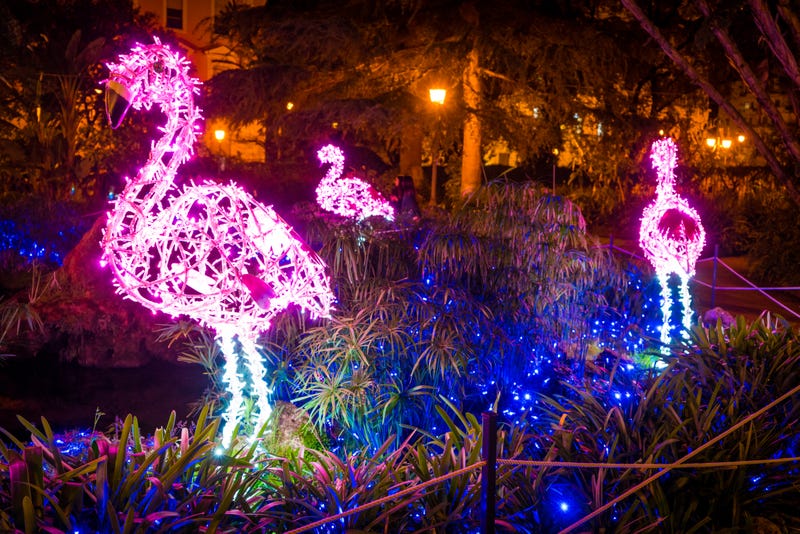 flamingo Christmas lights