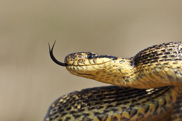 Adult blotched snake with tongue out