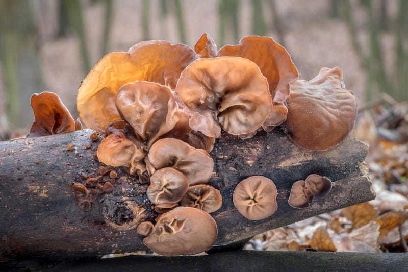 wood ear mushrooms