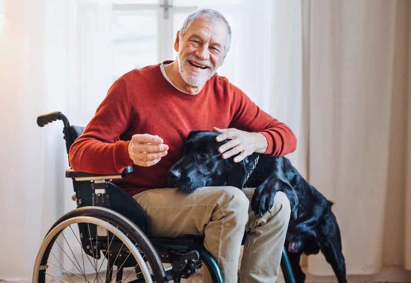 senior man in wheelchair indoors playing with a pet dog at home