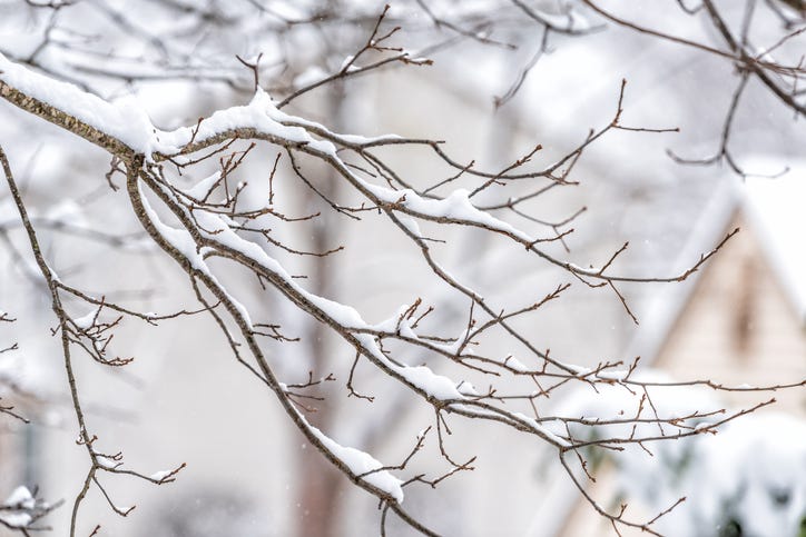 snow on the trees