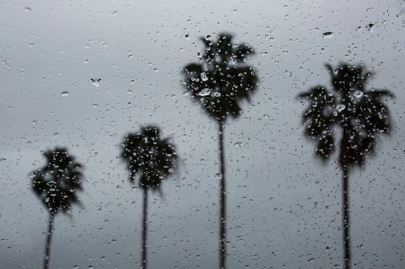 Palm trees and rain.