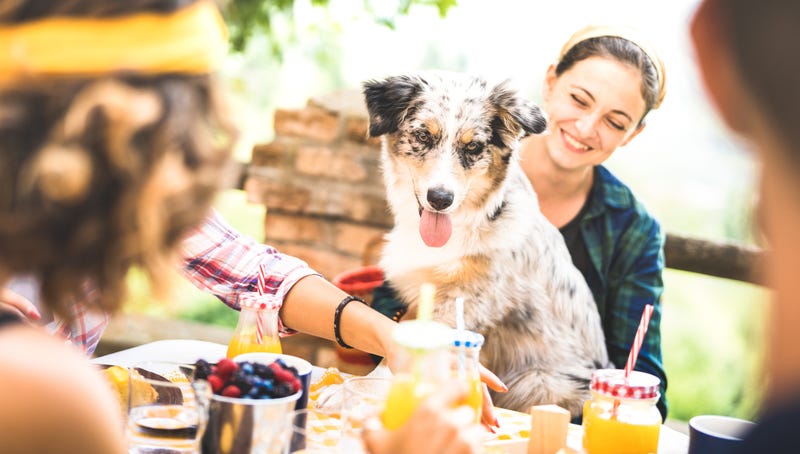 cute dog having fun outdoor at garden party