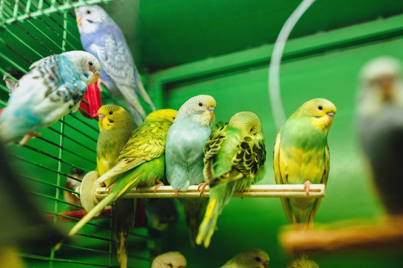 Parakeets