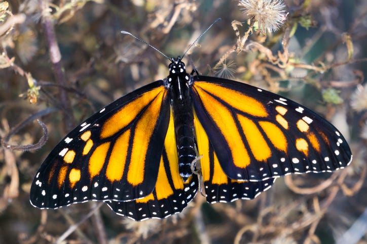 Female monarch butterfly with wings spread