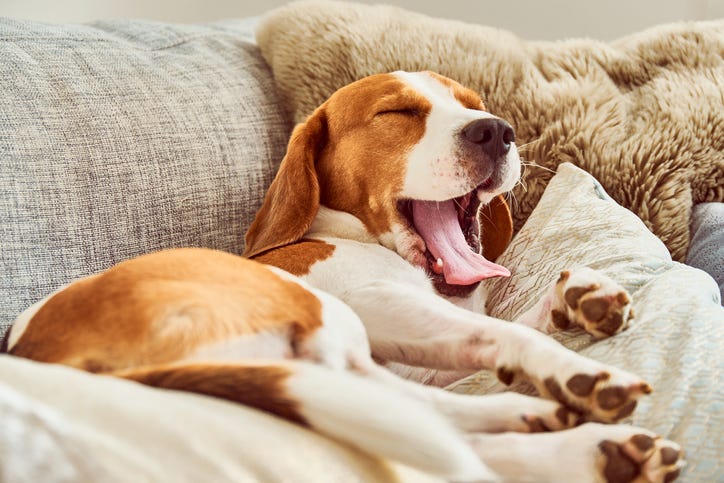 Beagle sleeping on couch yawning