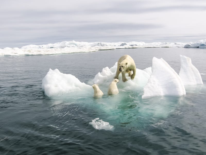 Global warming likely to increase disease risk for animals worldwide