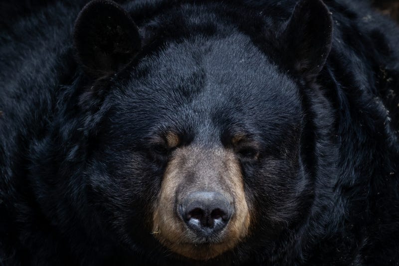 black bear