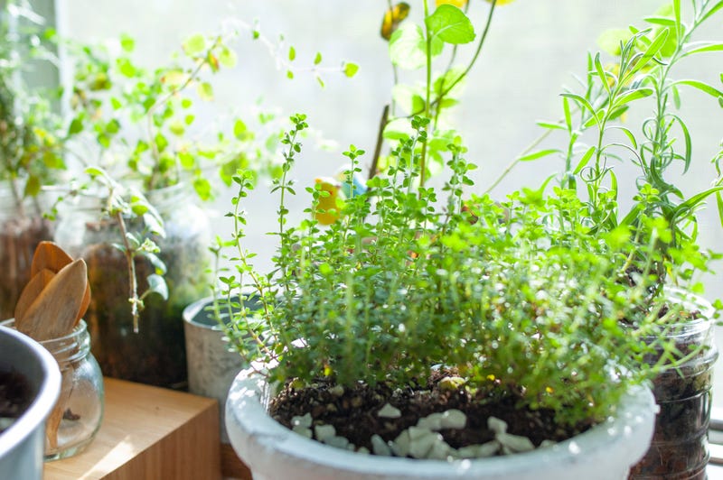 Herbs grow in pots on a sunny windowsill