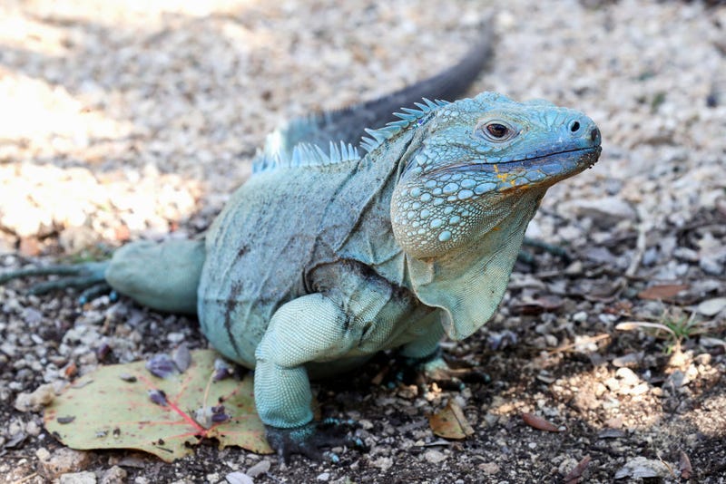 Iguanas