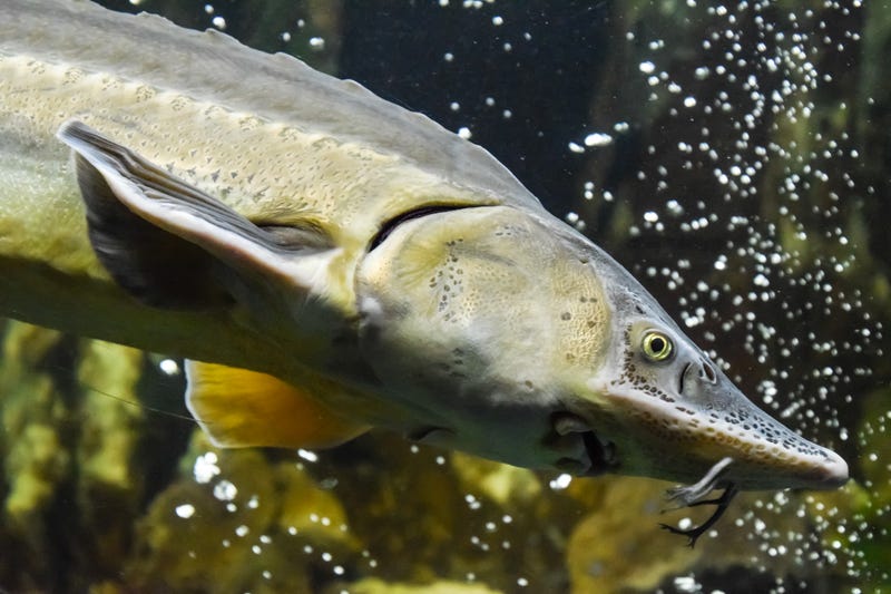 Sturgeon