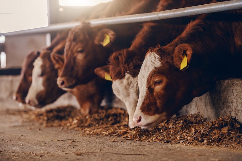 Row of cows eating