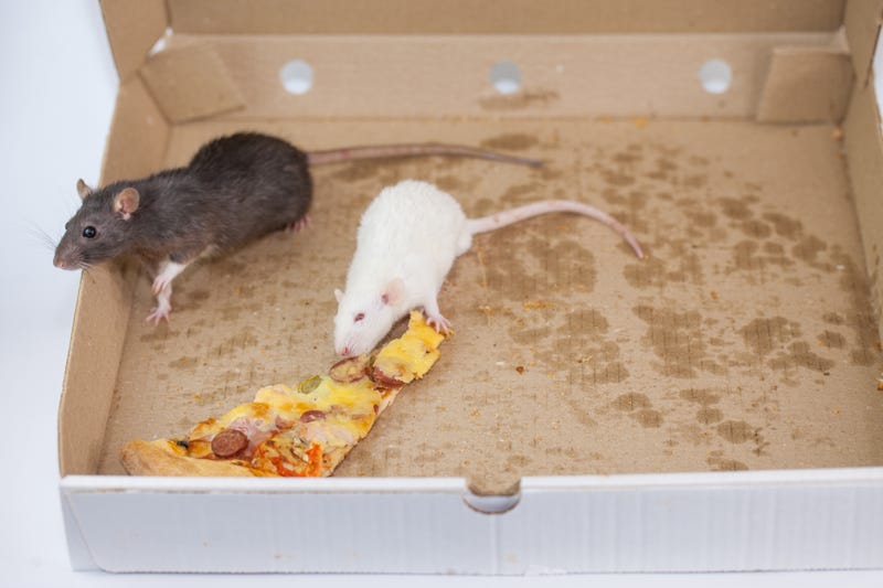 pizza mouse decorative in a pizza box.. rat