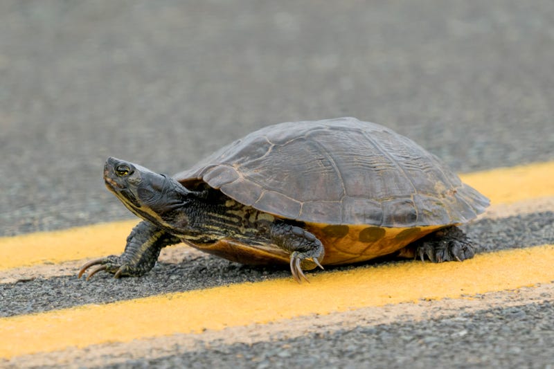 Turtle Crossing Road