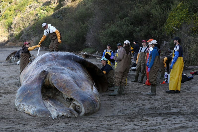 Marine Mammal Center Director of Veterinary Science Dr. Pádraig J. Duignan stands on top of a beached grey whale as scientists and volunteers with the Marine Mammal Center and California Academy of Sciences perform a necropsy on the whale on April 23, 2019 in Tiburon, California.