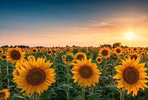 Sunflower Season