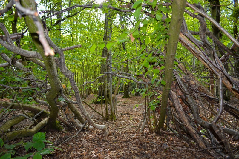Forest where Bigfoot Might Be