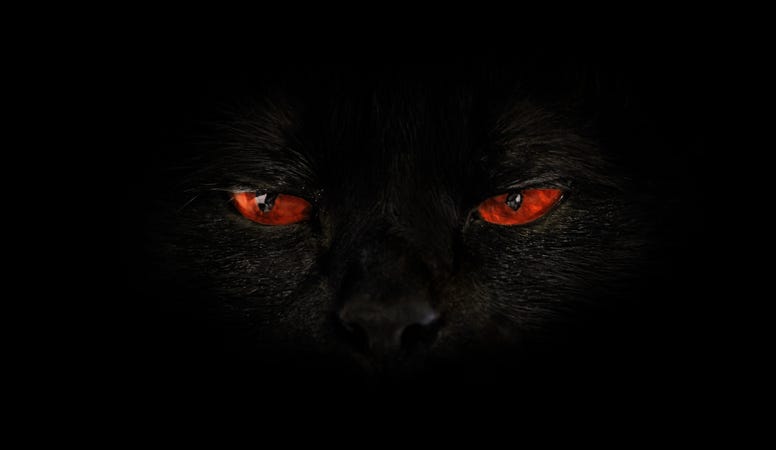 mysterious animal eyes in the dark