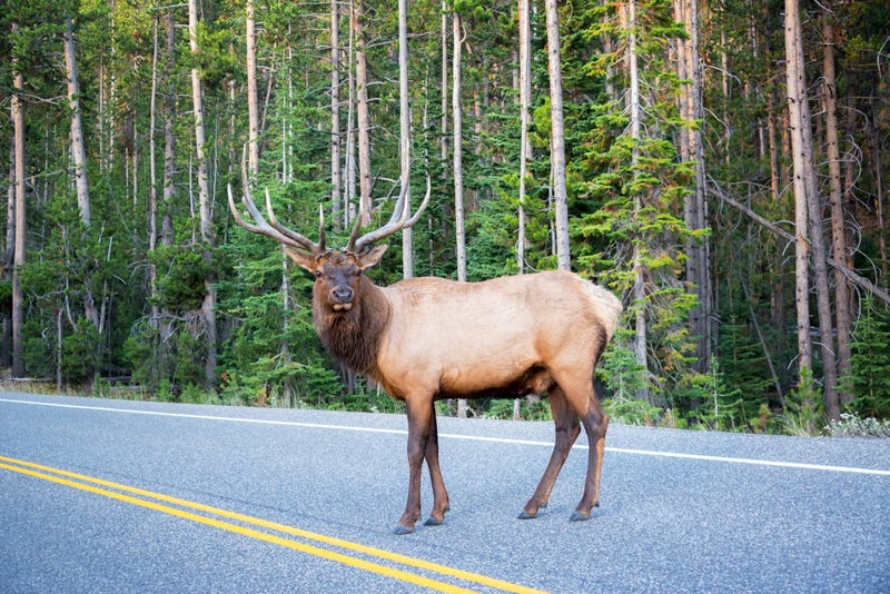 Crash with elk leads to death of Minnesota teen