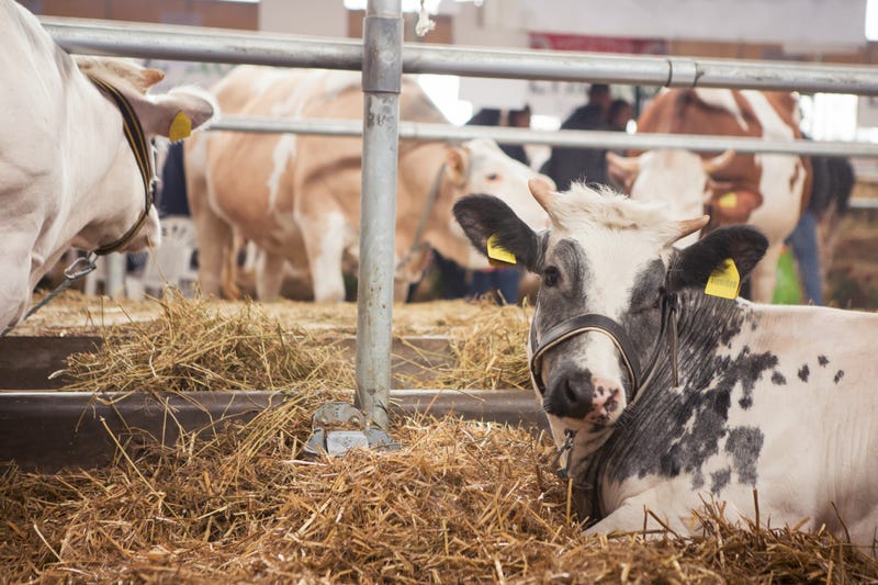 Cows