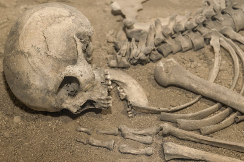 Human bones stock photo.