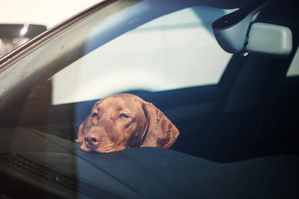 Sad dog left alone in car