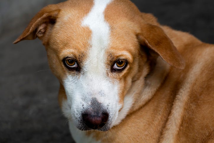 Dog