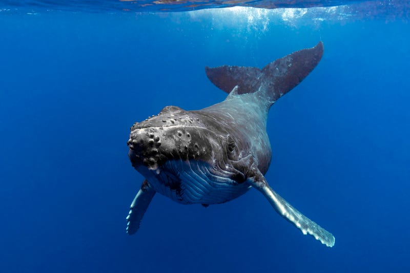 humpback whale